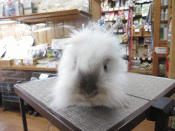 140523f.gif