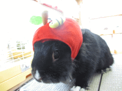 140523l.gif