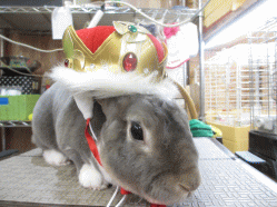 140525f.gif