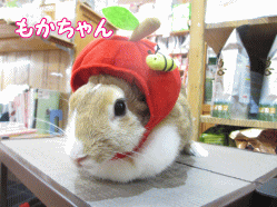 140526c.gif