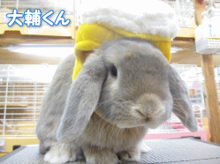 140529a.gif