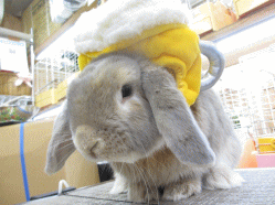 140529b.gif