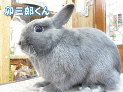 140529c.gif