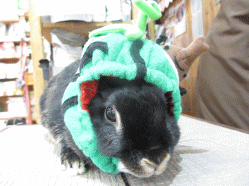 140529f.gif