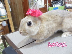 140602i.gif