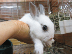 140603b.gif