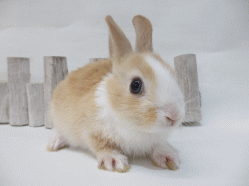 140606b.gif