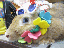 140607b.gif