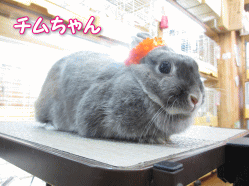 140607c.gif