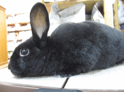 140607f.gif
