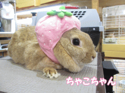 140608b.gif