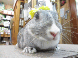 140608f.gif