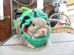 140610f.gif