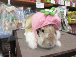 140610h.gif