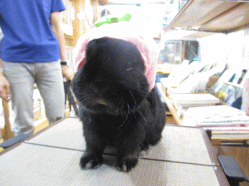 140613l.gif