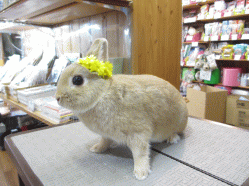 140619c.gif