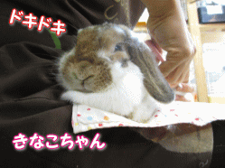 140620a.gif