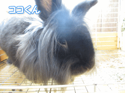 140620c.gif