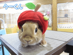 140620f.gif