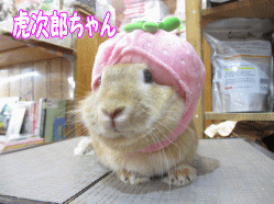 140621l.gif