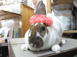 140622b.gif