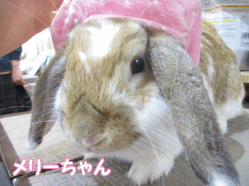 140622c.gif