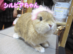 140623e.gif