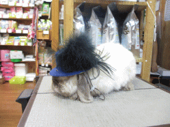 140624b.gif
