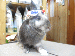 140629f.gif