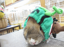 140630b.gif