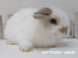 140630i.gif