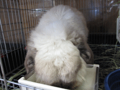 14068h.gif