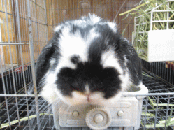 140704f.gif