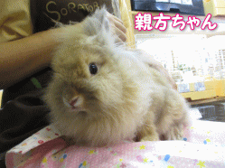140705a.gif