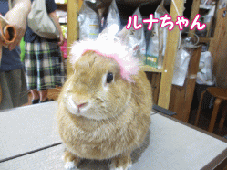140707 1.gif