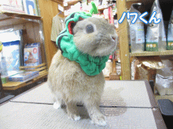 140707 11.gif