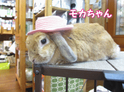 140707 14.gif