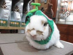 140707 7.gif