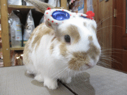 140707 8.gif