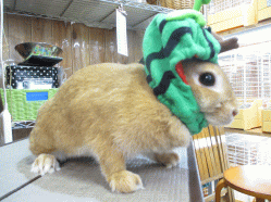140707y.gif