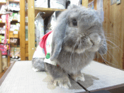 140707z1.gif