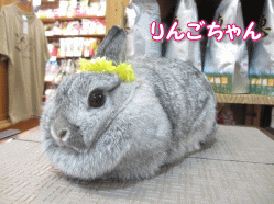 140707i.gif