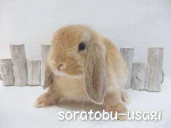 140710a.gif
