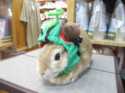 140711b.gif
