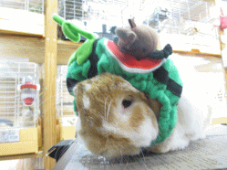 140712b.gif