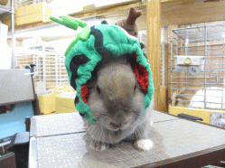 140713h.gif