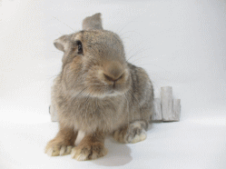 140715e.gif