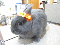 140715o.gif