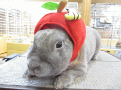 140717b.gif