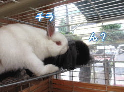 140717k.gif